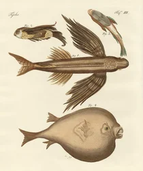 Four Wonderful Fish