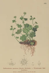 Fragile Saxifrage