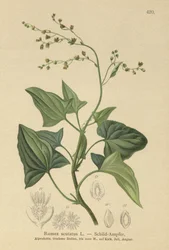 French Sorrel