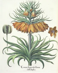 Fritillary, from the Hortus Eystettensis by Basil Besler, pub. 1613