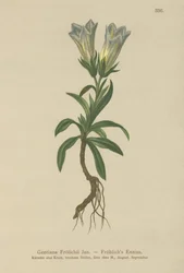Froelichs Gentian