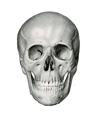 Frontal View of Human Skull