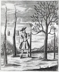 Gardening and Plant Maladies, an Illustration from 