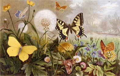 German Butterflies, plate from 