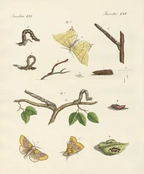 German Phalaena Moths