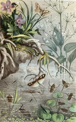 German Water Bugs and Water Striders, plate from 