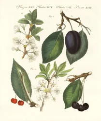 German Kind of Fruits
