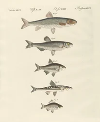 German river fish
