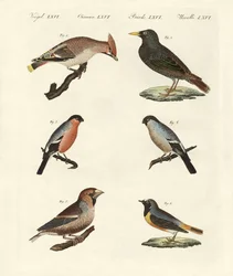 German singing birds