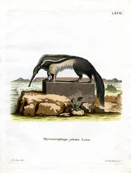 Giant Anteater