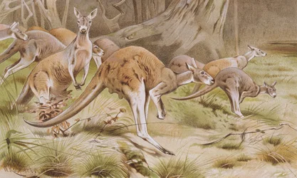 Giant Kangaroo, plate from Brehms Tierleben