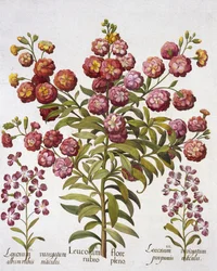 Gillyflower, from Hortus Eystettensis