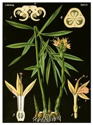 Ginger (Zingiber officinale Roscoe)