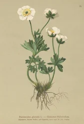 Glacier Crowfoot