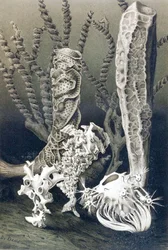 Glass Sponges, plate from 
