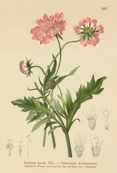 Glossy Scabious