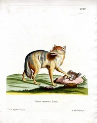 Golden Jackal