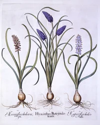 Grape Hyacinths, from Hortus Eystettensis