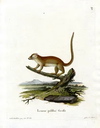 Gray Mouse Lemur