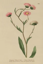 Greek Fleabane