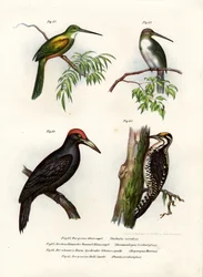 Green-Tailed Jacamar