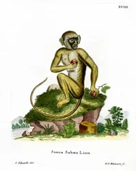 Green Monkey