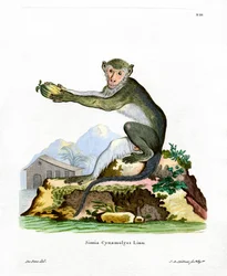 Green Monkey
