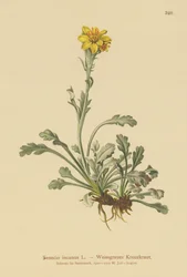 Grey Ragwort