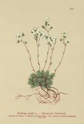 Grey Saxifrage