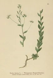 Grey Whitlow-grass