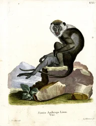 Grivet