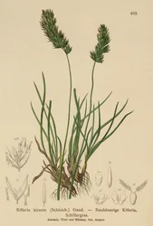 Hair-Grass