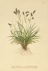 Hair-like Sedge