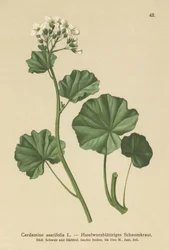 Hairy Bittercress