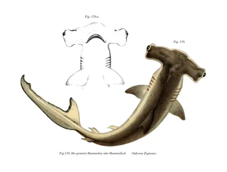 Hammerhead