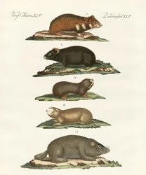 Hamsters and Field Voles