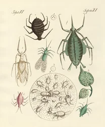Harmful Insects