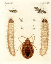 Harmful Insects