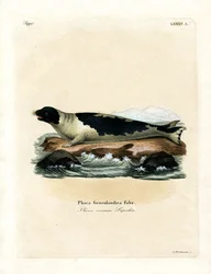 Harp Seal