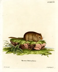 Hazel Dormouse