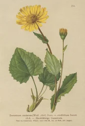 Heart-leaved Leopards Bane
