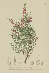 Heather