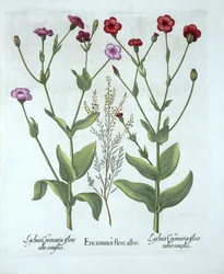 Heather and Two Kinds of Lychnis, from Hortus Eystettensis