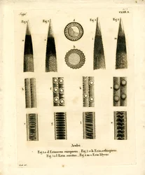 Hedgehog Prickles