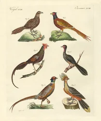 Hen-like Birds