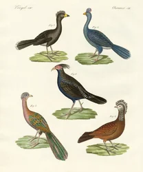 Hen-like Birds of Hot Countries