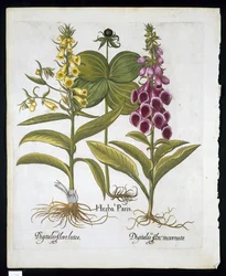 Herb Paris (Solanum quadrifolium), Common Foxglove (Digitalis Purpurea) Large Yellow Foxglove from Hortus Eystettensis by Basil Besler, pub. 1613