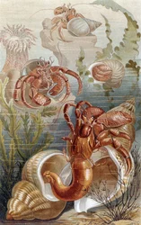 Hermit Crabs, plate from Brehms Tierleben