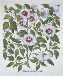 Hibiscus Syriacus, from Hortus Eystettensis