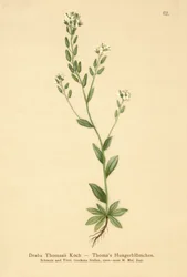 Hoary Whitlow-grass